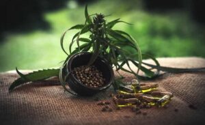 CBD olaj vélemények